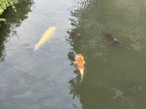 東本願寺横の水路を泳ぐ大きな鯉