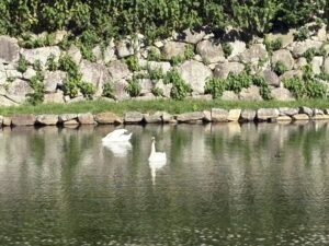 彦根城の外堀にいた白鳥