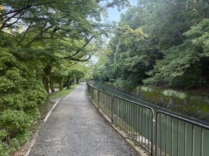 1900m付近の山科疏水の桜並木