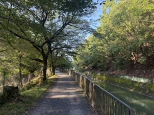 1700m付近の山科疏水の桜並木