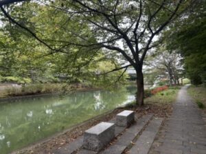 桜並木