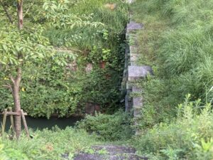 草に覆われた第1トンネルの出口