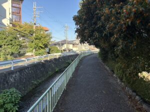 金木犀と疏水
