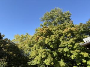 通天橋の入口のカエデ