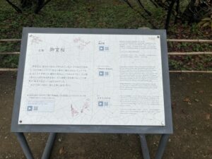 仁和寺の御室桜の説明板