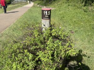 桂川合流点から11.5kmのポール