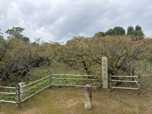 仁和寺の御室桜