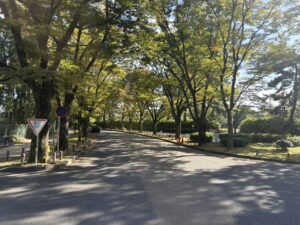 植物園の南側のイチョウ並木