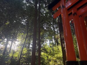 鳥居のすき間から差し込む朝日