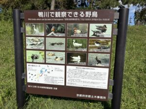 鴨川で見られる野鳥の紹介看板