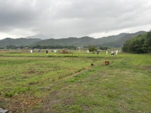 田んぼに並ぶカカシたち