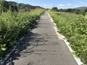 天王山大橋を越えた道