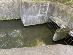 白川の下をくぐった疏水の出口
