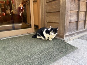 荒木神社の猫